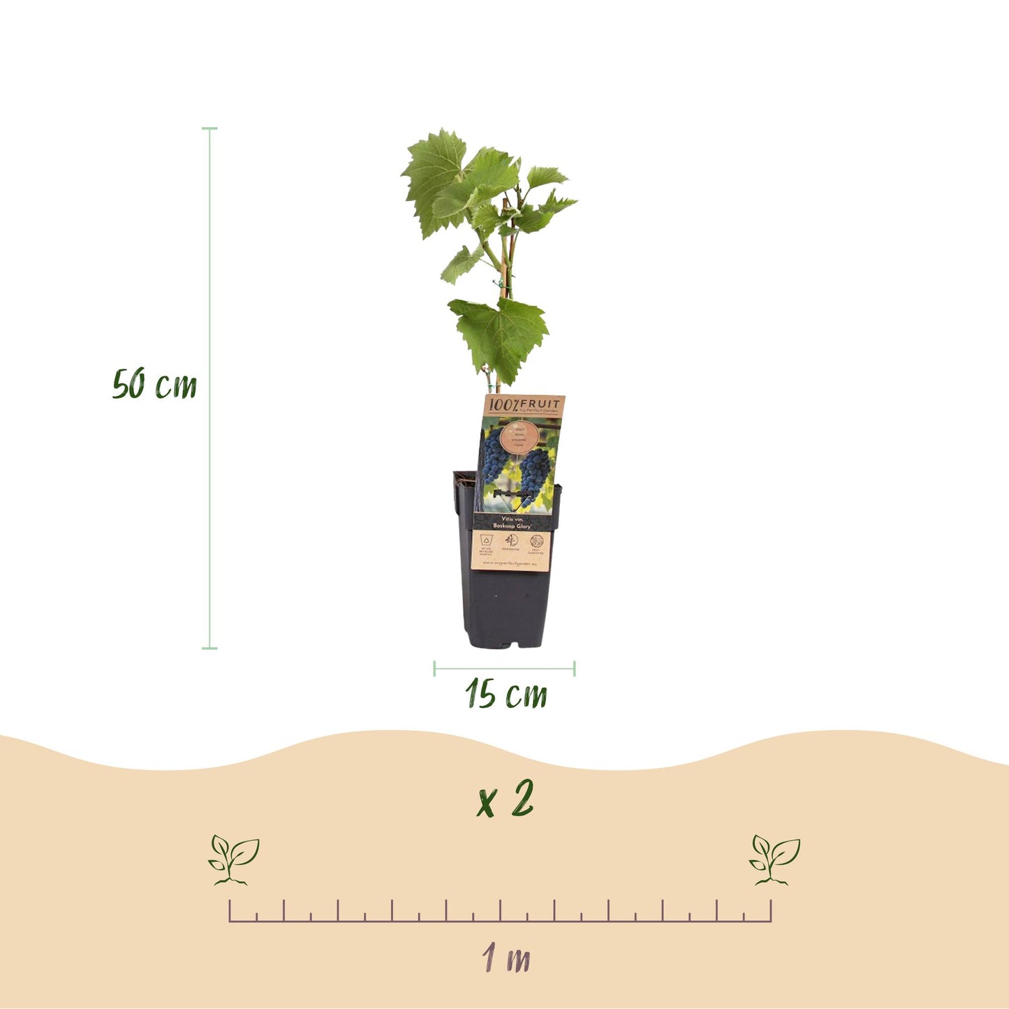 Vitis vinifera ‘Boskoop Glory’ – blauwe druivenplant, set van 2 planten in pot Ø15cm, hoogte circa 50cm, met zoete blauwe druiven."