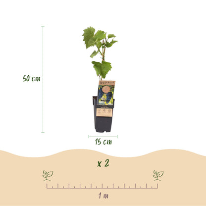 Vitis vinifera ‘Boskoop Glory’ – blauwe druivenplant, set van 2 planten in pot Ø15cm, hoogte circa 50cm, met zoete blauwe druiven."