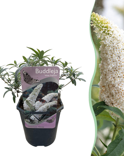 Buddleja davidii White Profusion - Bloem Wit - 1 Plant - Bladverliezend - Vlinderlokkend - Pot 17cm Hoogte 25cm