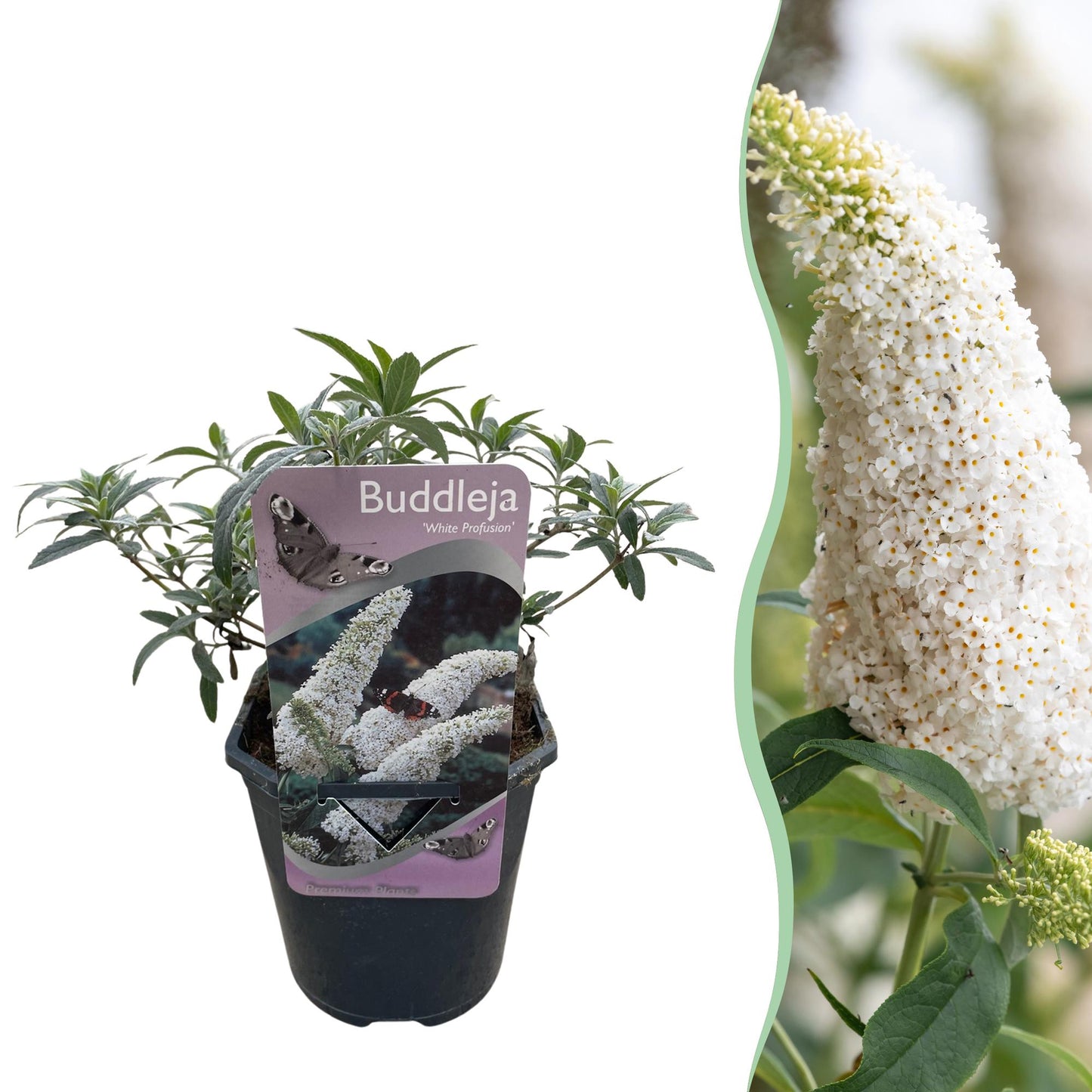 Vlinderstruik - Buddleja davidii White Profusion - Bloem Wit - Vlinderlokkend -  Pot 17cm Hoogte 25cm