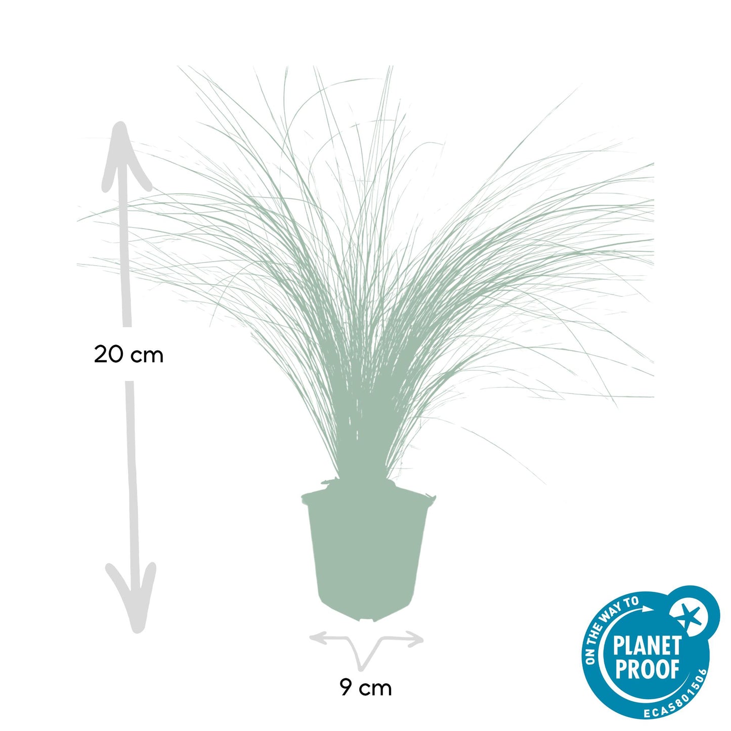 Stipa tenuissima ‘Ponytails’ | Siergras