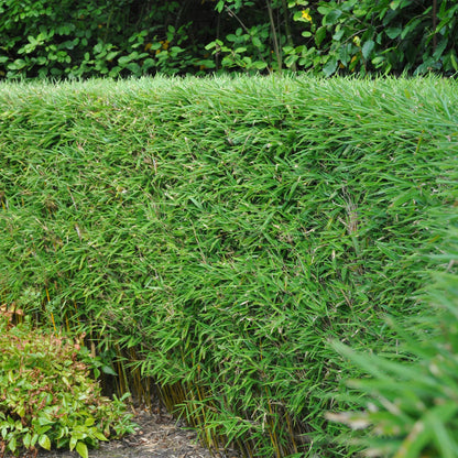 Fargesia rufa bamboe als haagplant of in border
