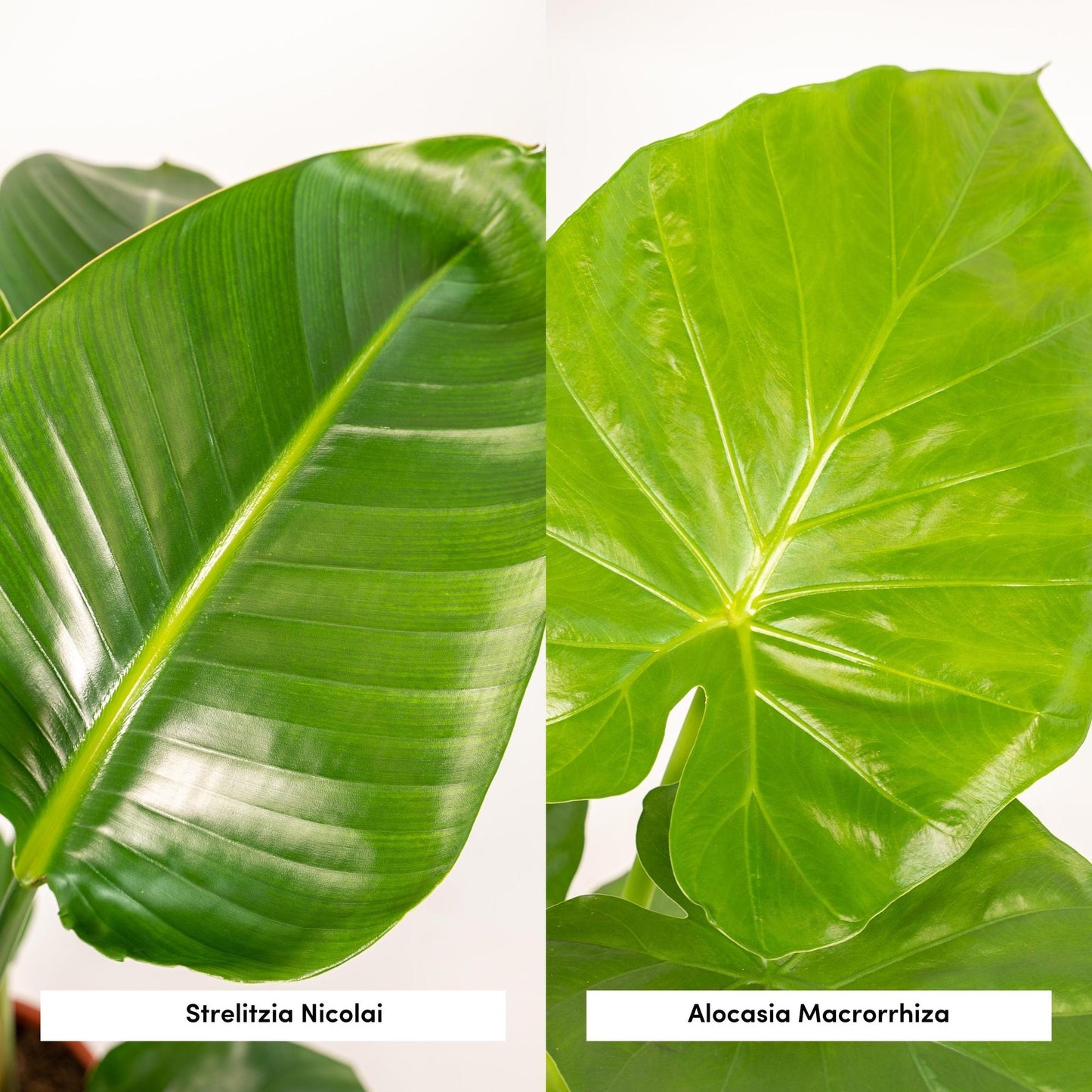 Strelitzia Nicolai -Alocasia Macrorrhiza + Mand Selin Kamerplant
