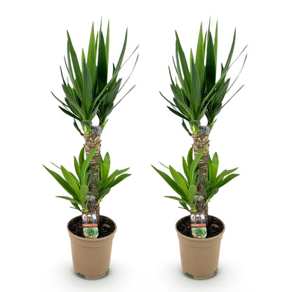 2 x Yucca elephantipes | Weinig onderhoud | Kamerplant