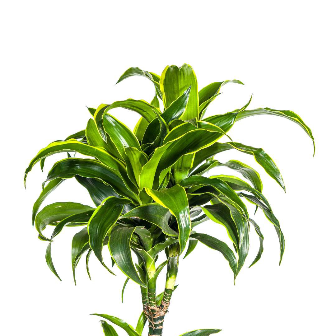 De Dracaena Deremensis Dorado is een prachtige kamerplant met een hoogte van ongeveer 110 cm en een diameter van 21 cm. Deze plant wordt rechtstreeks vanuit de kweker bij je thuis bezorgd binnen 1-3 werkdagen.