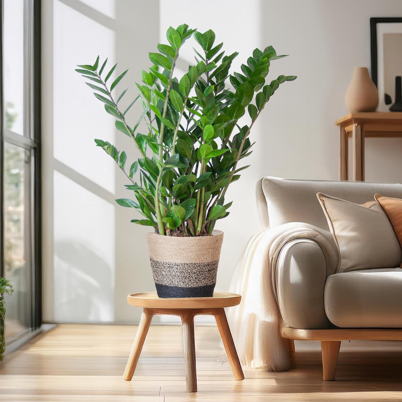 Zamioculcas Zamiifolia combi deal Kamerplant | ZZ Plant