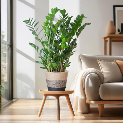Zamioculcas Zamiifolia combi deal Kamerplant | ZZ Plant