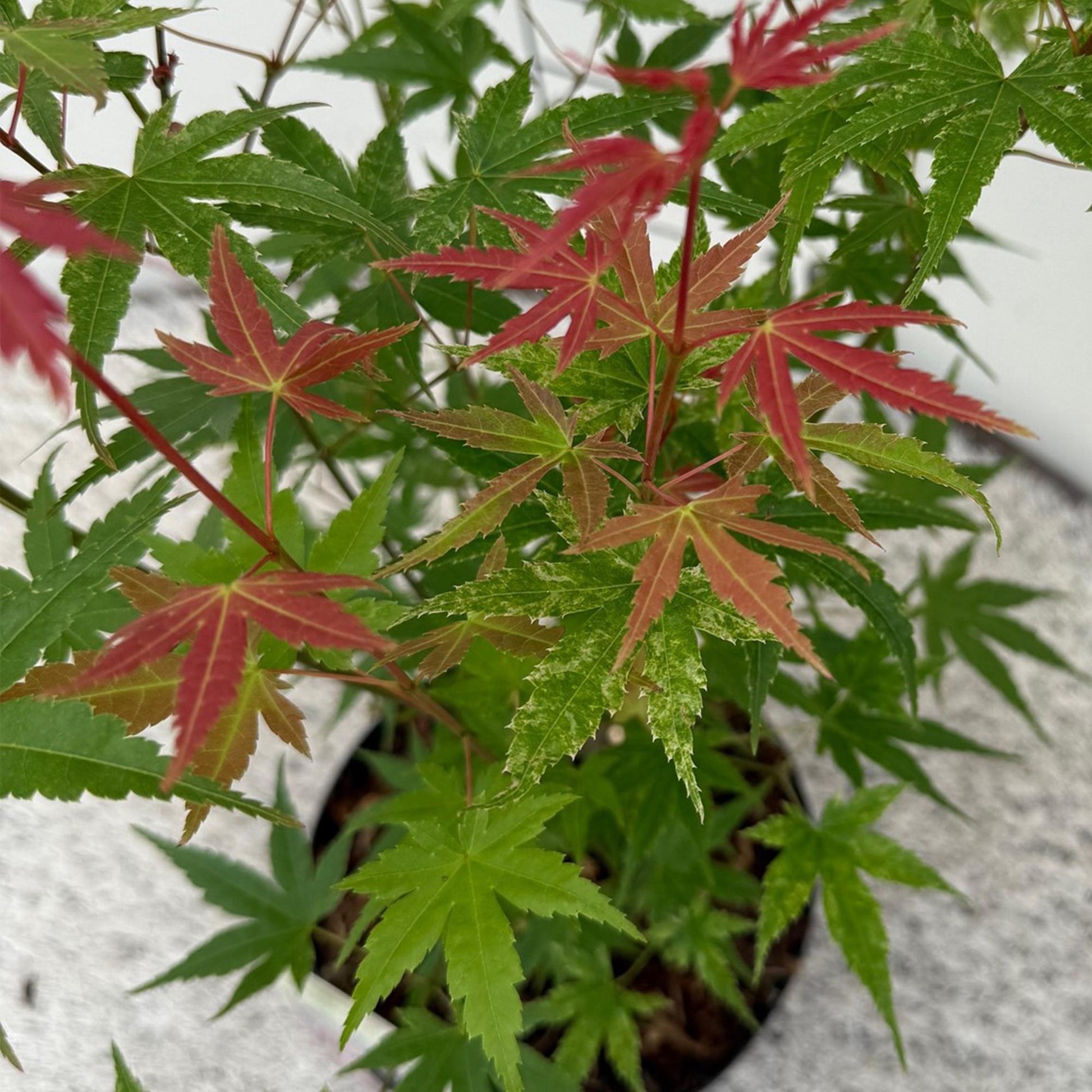 Acer palmatum ‘Phoenix’ in kweekpot 