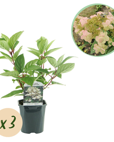 Hydrangea paniculata Wims Red – Spectaculaire kleurverloop