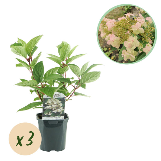 1x Hydrangea paniculata Wims Red | Buitenplant | Pluimhortensia