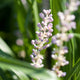 Liriope muscari 'Monroe White' – Elegante leliegras