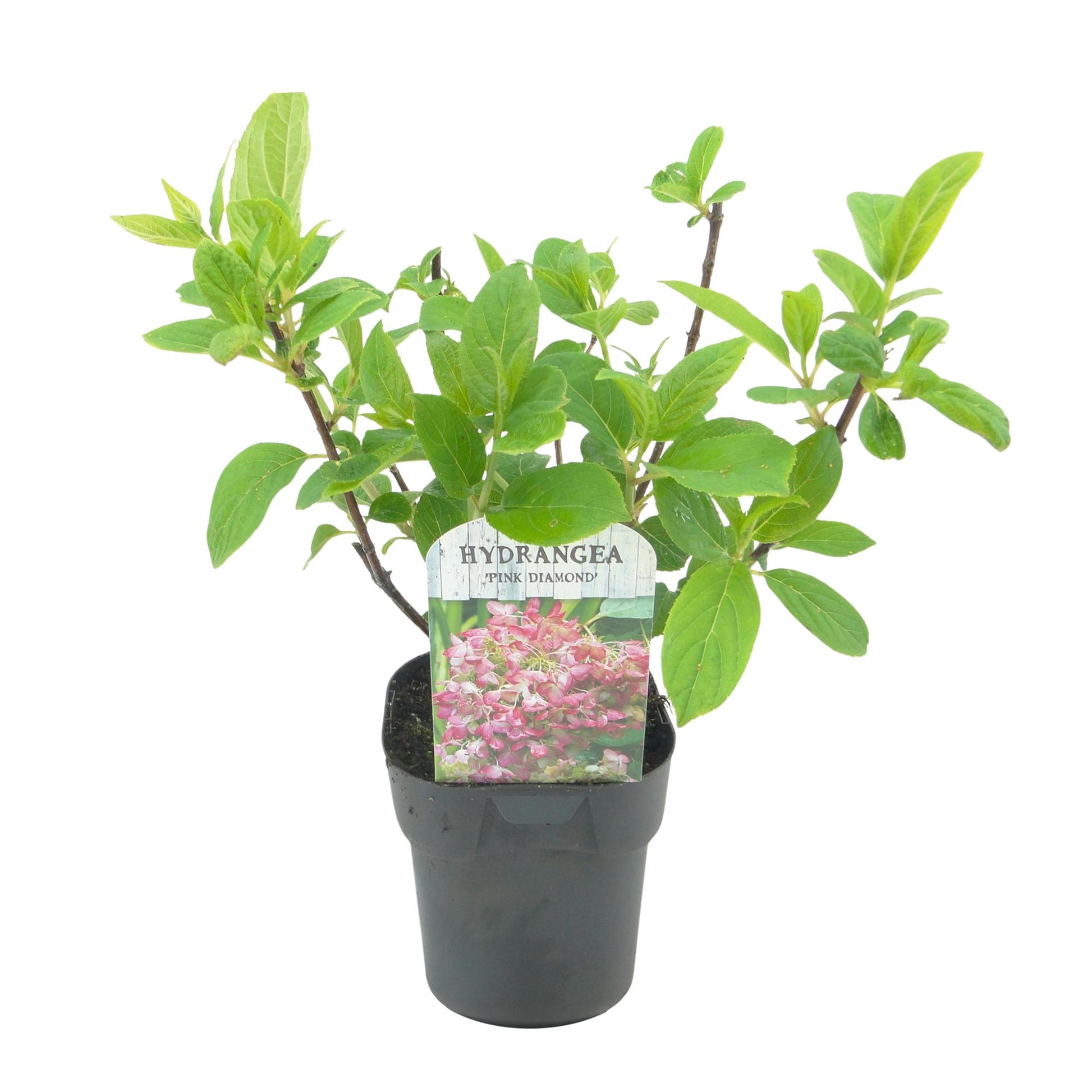 Hortensia paniculata Pink Diamond 3 plantes, grandes fleurs en panicules blanches virant au rose, arbuste ornemental à feuilles caduques pour massif et jardin
