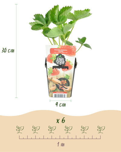 Rode aardbeiplant in pot voor tuin en balkon