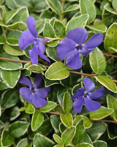 Vinca minor ‘Argenteovariegata’ Buitenplant | Bonte Maagdenpalm - Planttoday