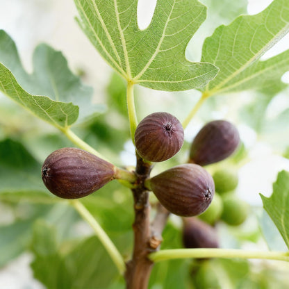 Compacte vijgenboom op stam voor terras en balkon