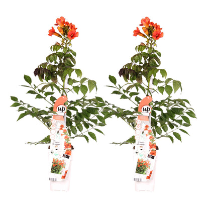 2x - Campsis Summer Jazz 'Feuertrompete' - ↨65cm - Ø15