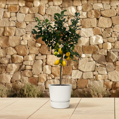 Citrus Lemon (Citroenboom) – Grote Mediterrane Kuipplant