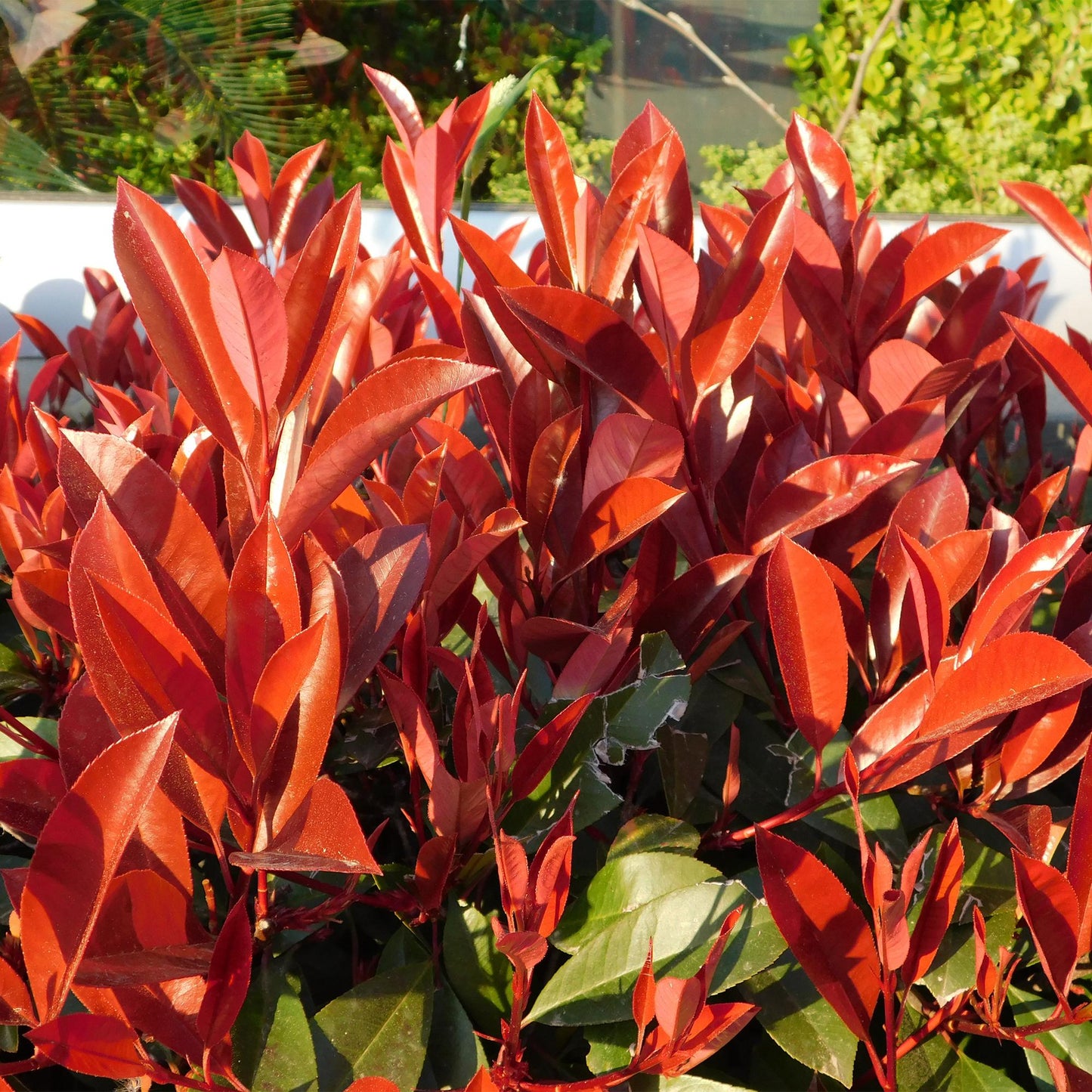 Photnia fraseri Red Robin - blad rood groen  - 8 planten - 1 strekkende meter - groenblijvend - Haagplant- pot 9cm hoogte 30-35cm