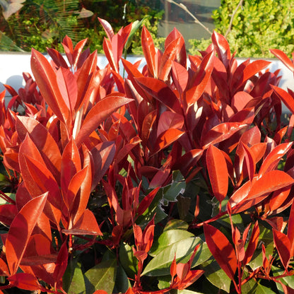 Photnia fraseri Red Robin - blad rood groen  - 8 planten - 1 strekkende meter - groenblijvend - Haagplant- pot 9cm hoogte 30-35cm