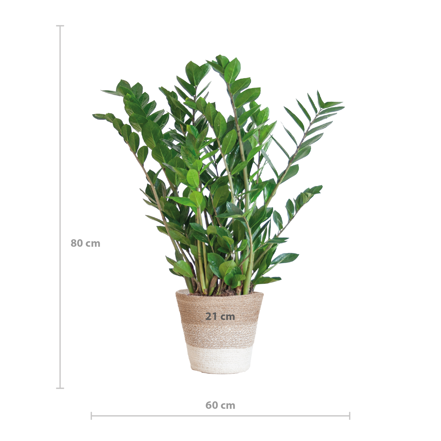 Zamioculcas Zamiifolia combi deal | Kamerplant | ZZ Plant