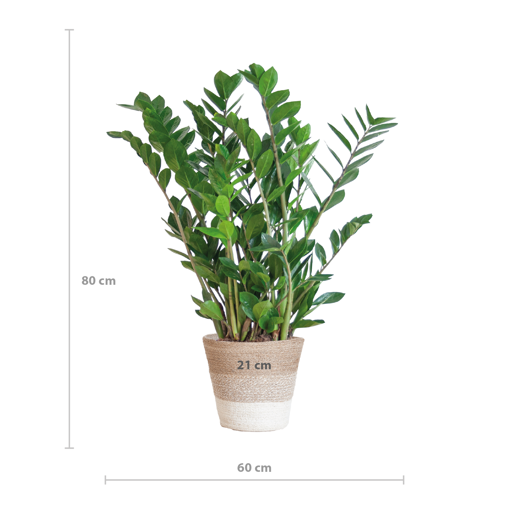 Zamioculcas Zamiifolia combi deal | Kamerplant | ZZ Plant