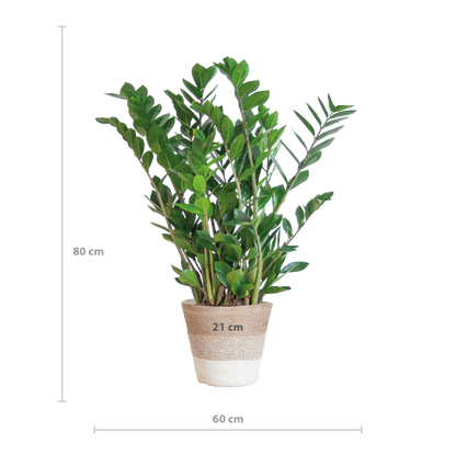 Zamioculcas Zamiifolia combi deal | Kamerplant | ZZ Plant