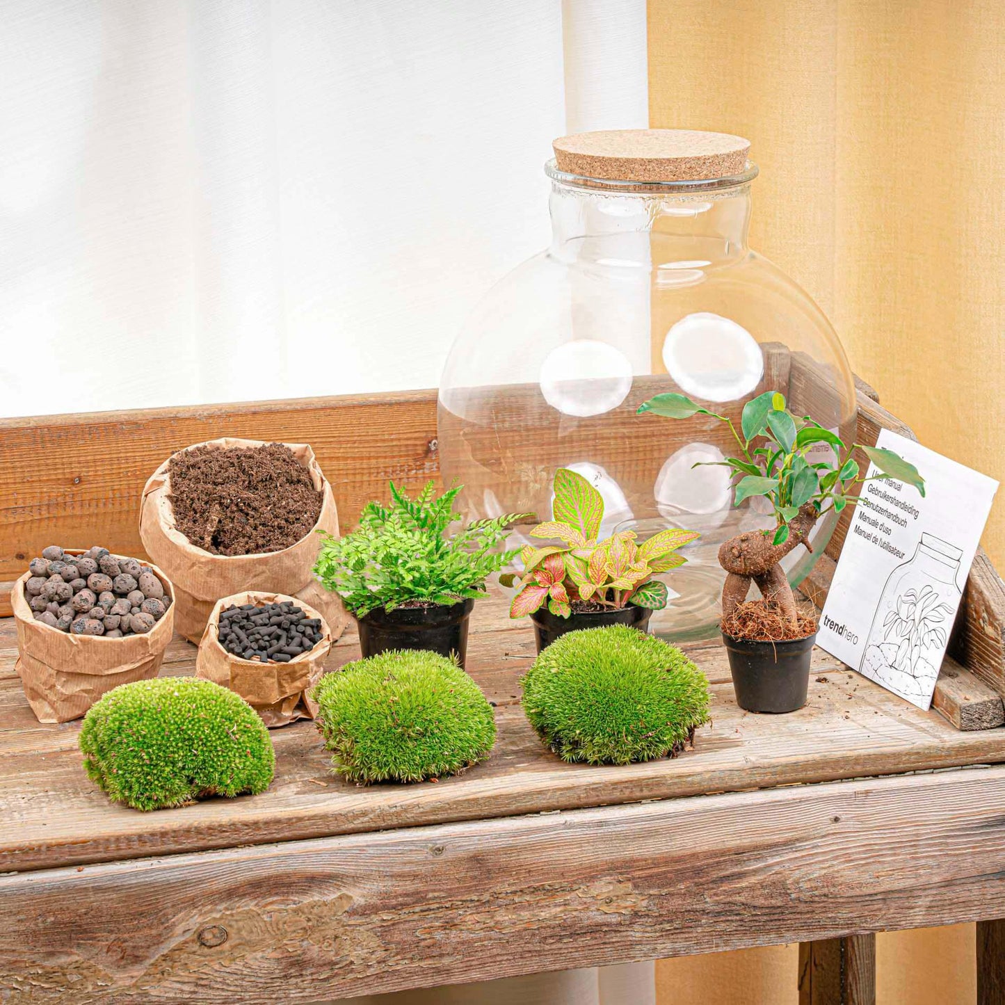 DIY Terrarium Bolder Bob – Flessentuin met Bonsai – Ø31 x H30 cm – Zelfvoorzienend Ecosysteem