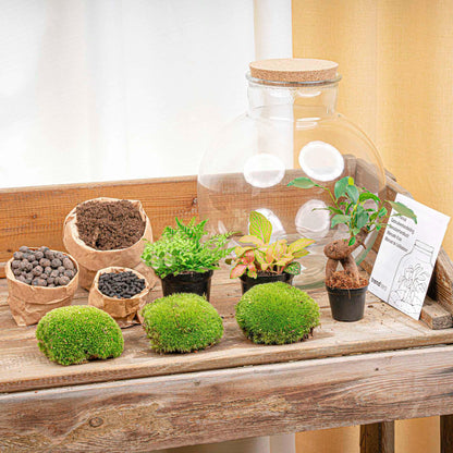DIY Terrarium Bolder Bob – Flessentuin met Bonsai – Ø31 x H30 cm – Zelfvoorzienend Ecosysteem