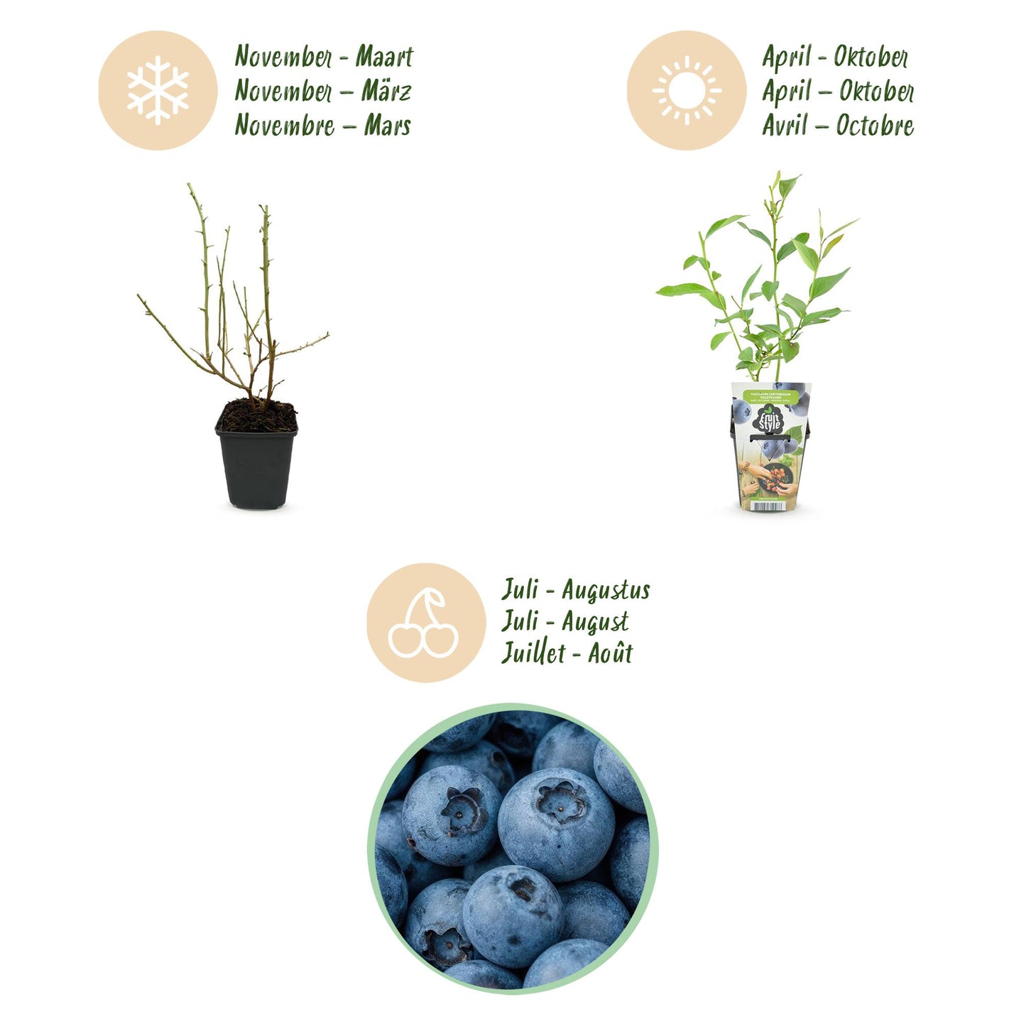 6 x Fruitplanten Blauwe Bes Vaccinium corymbossum Goldtraube | Biofruit
