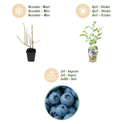 6 x Fruitplanten Blauwe Bes Vaccinium corymbossum Goldtraube | Biofruit