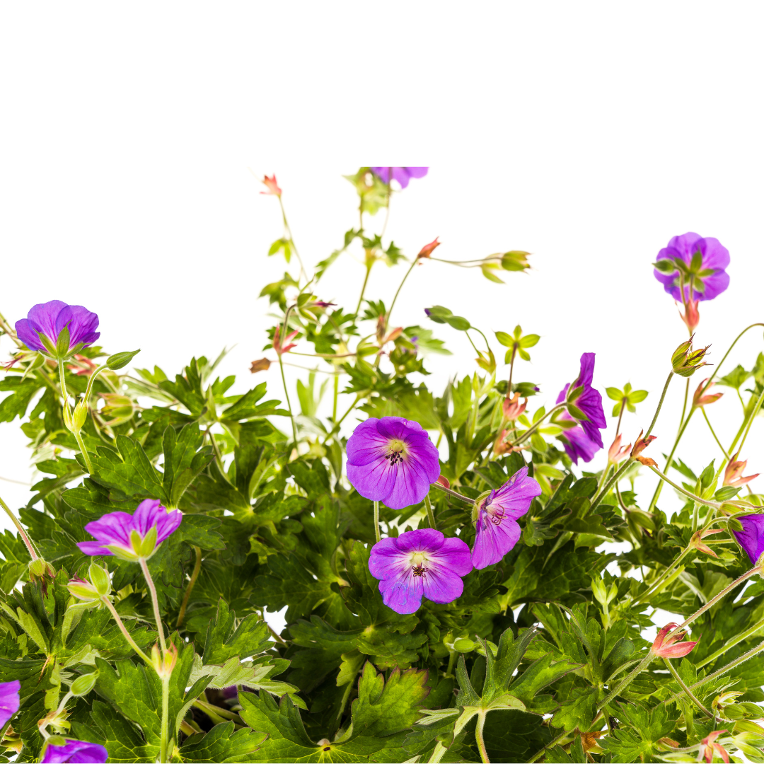 Vaste plant voor border of bloembak – Geranium Rozanne Purple