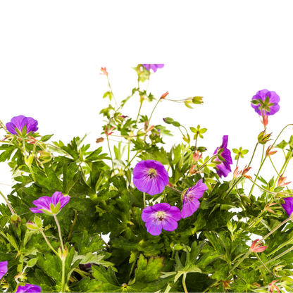Vaste plant voor border of bloembak – Geranium Rozanne Purple