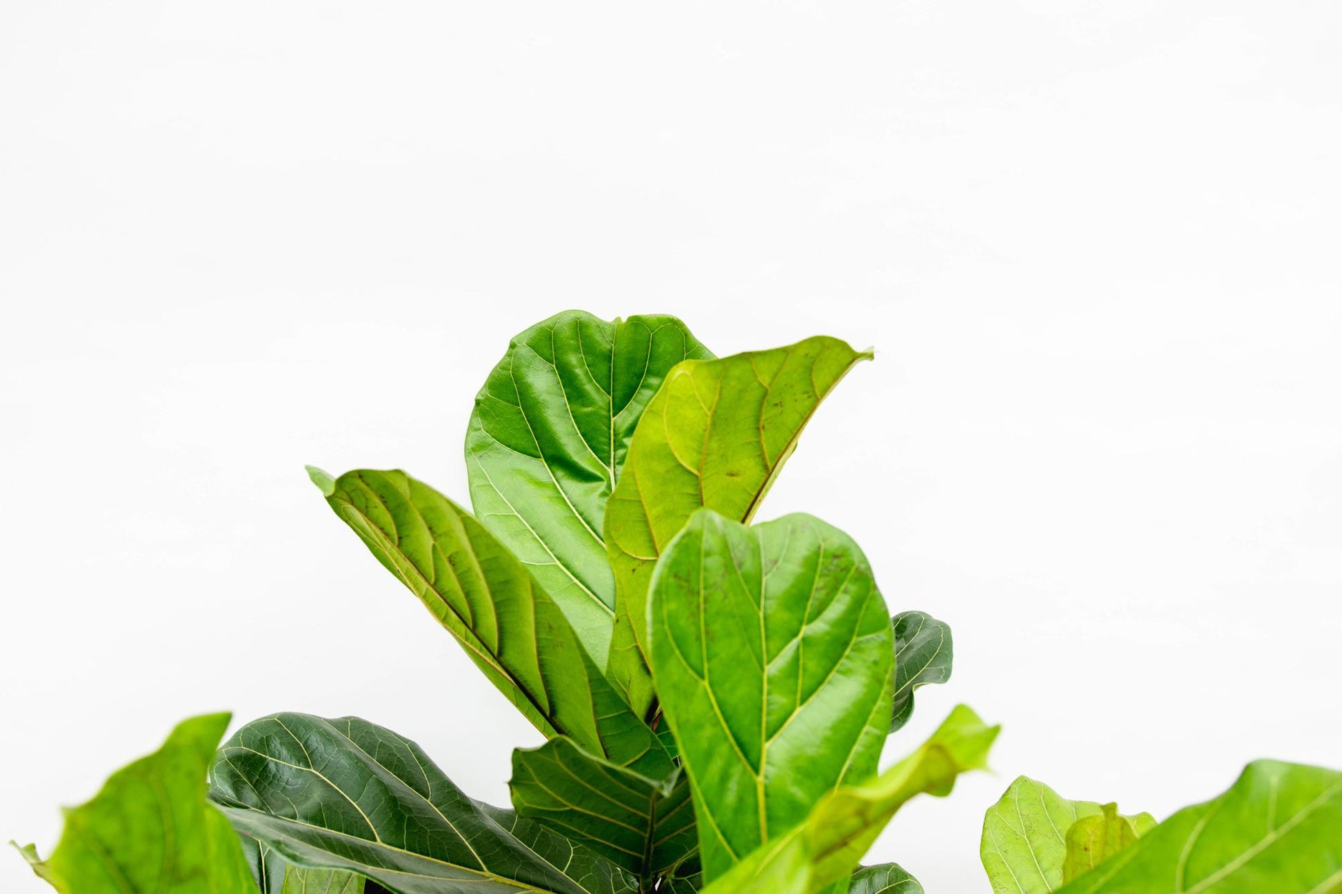 De Ficus Lyrata, ook wel bekend als de Vioolbladplant, is een populaire kamerplant die dankzij zijn grote, glanzende bladeren een echte blikvanger is in elk interieur. Het opvallende blad, dat lijkt op de vorm van een viool, maakt deze plant uniek en aantrekkelijk voor iedere interieur.
