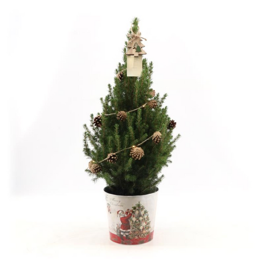 Kleine Kerstboom in Kerstmis sierpot |Picea Glauca Conica