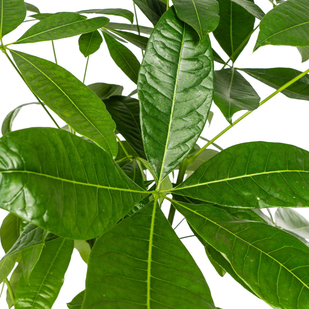 Pachira Aquatica met mand | XL Kamerplant | watercacao