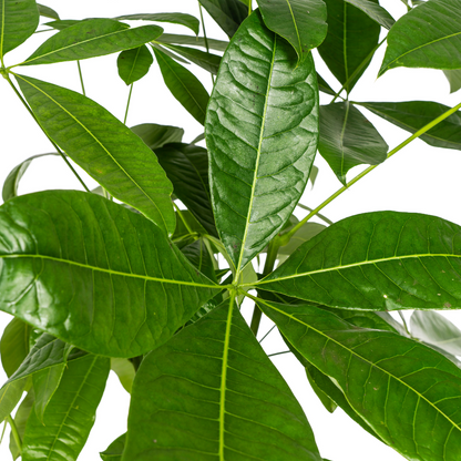 Pachira Aquatica met mand | XL Kamerplant | watercacao