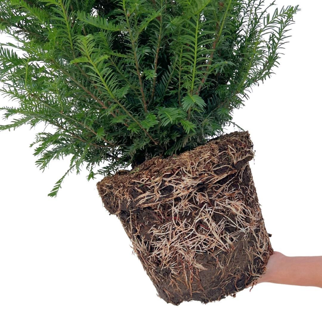 Taxus ‘Baccata’ – set van 20 haagplanten (100–125 cm) in 12L potten, wintergroene Venijnboom voor 10 meter dichte, klassieke haag.