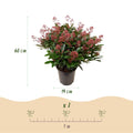 1x - Patio plant - Skimmia japonica Rubella - Red flower - 40+ flowers - 1 plant - Winter hardy - Pot 19cm Height 60cm