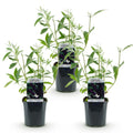3 x Buddleja davidii 'Black Night' | Prachtige vlinderstruik | Tuinplant