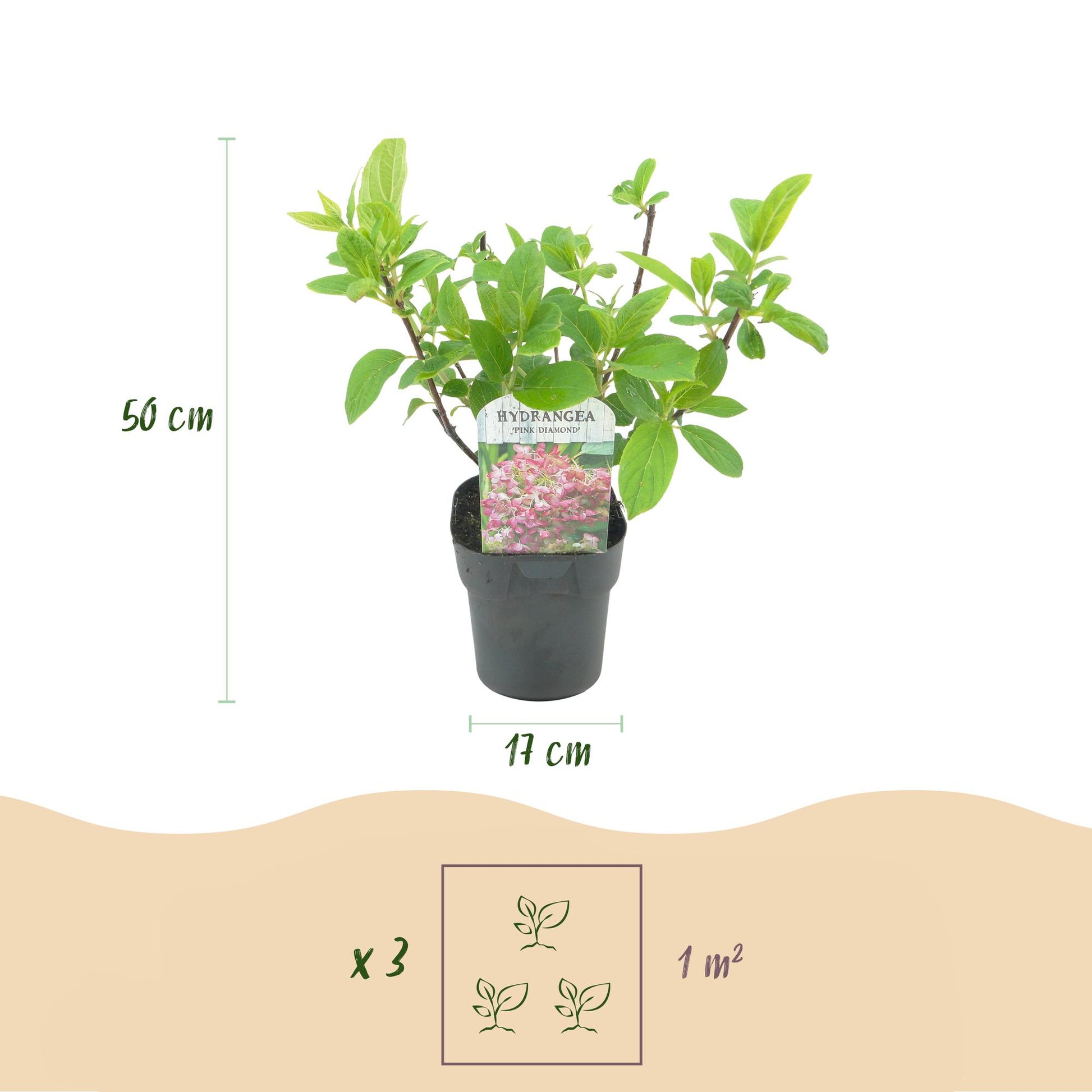 Hortensia paniculata Pink Diamond 3 plantes, grandes fleurs en panicules blanches virant au rose, arbuste ornemental à feuilles caduques pour massif et jardin