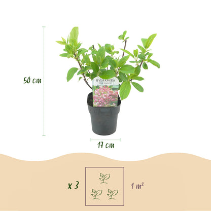 Hortensia paniculata Pink Diamond 3 plantes, grandes fleurs en panicules blanches virant au rose, arbuste ornemental à feuilles caduques pour massif et jardin