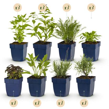 Borderpakket - Geurend - 24 Vaste planten - 3 m2 - Diversen kleuren - Weinig Onderhoud - Pot 11cm