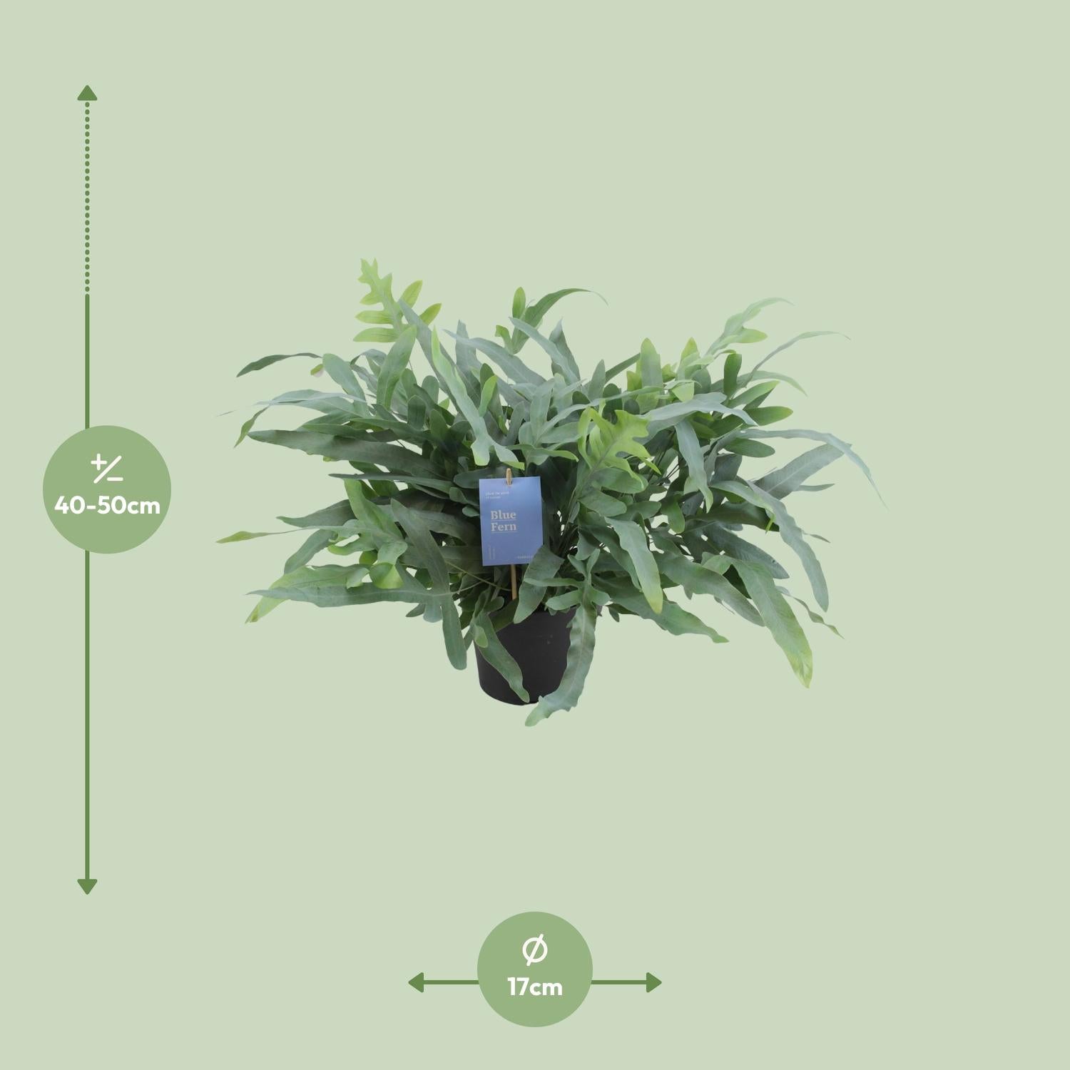 Phlebodium aureum Blue Star (Blauwe Stervaren) – kamerplant met blauwgroene frondes – pot Ø17 cm, hoogte ca. 50 cm – onderhoudsvriendelijke tropische plant voor binnen