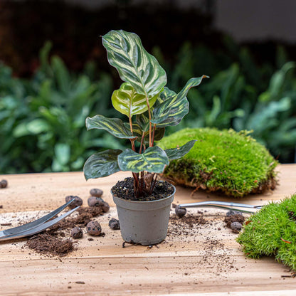 Calathea Makoyana | Pauwenplant |Terrarium plant - Potmaat 6