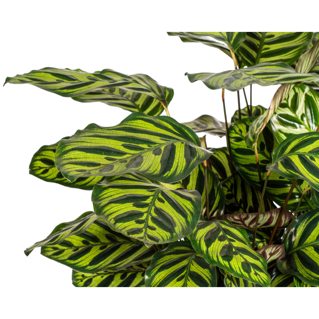 Calathea Makoyana kopen, Pauwenplant, kamerplant, tropische plant, grote kamerplant, PlantToday, makkelijk te verzorgen plant