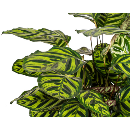 Calathea Makoyana kopen, Pauwenplant, kamerplant, tropische plant, grote kamerplant, PlantToday, makkelijk te verzorgen plant