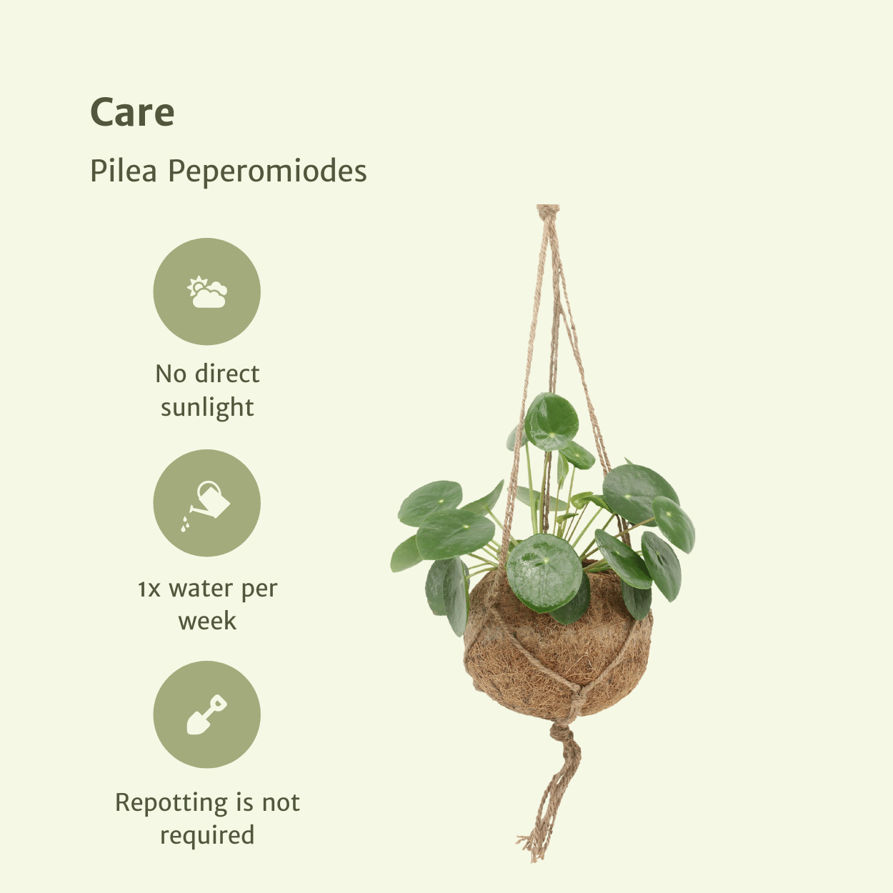 2x Kokodama Pilea Peperomiodes | Pannekoeken | Hangplant