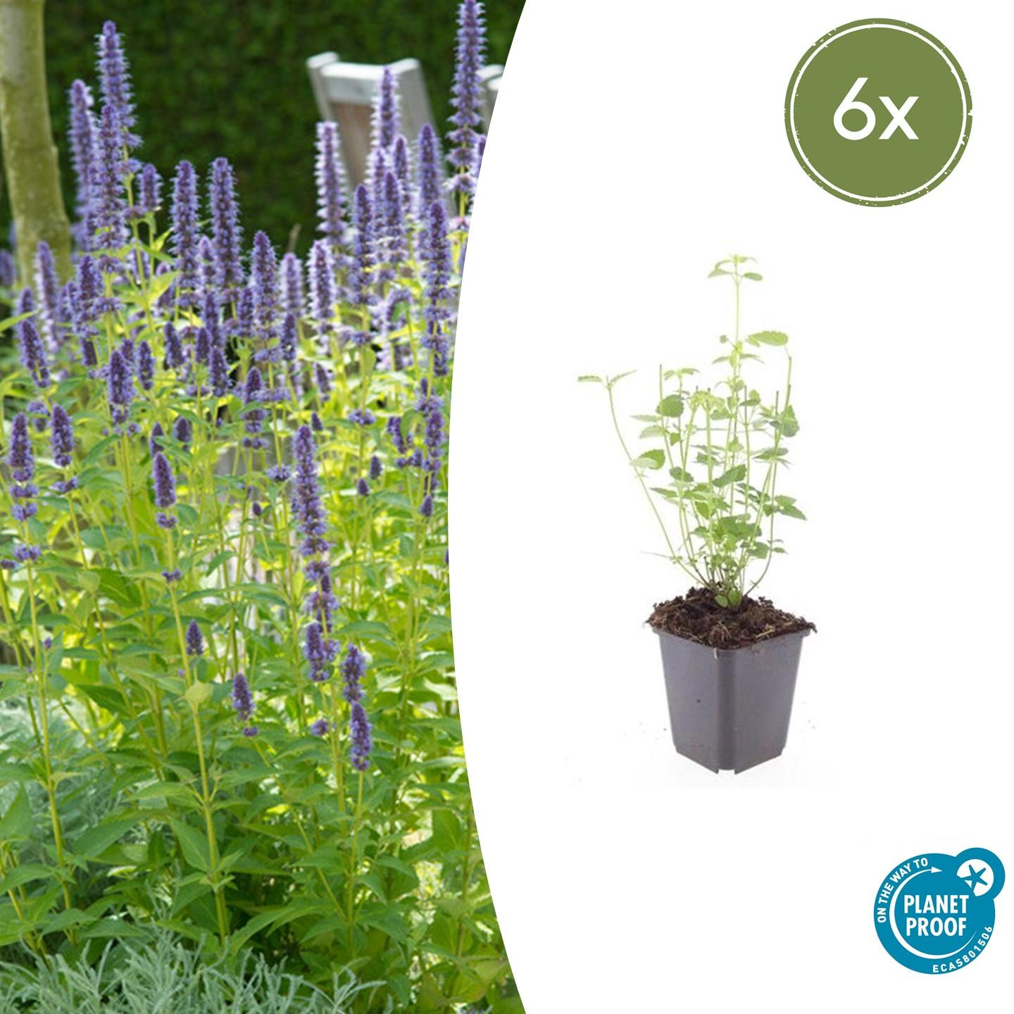 Om je Agastache 'Black Adder' te snoeien, knip je in het vroege voorjaar (februari-maart) alle stengels zo'n 15 cm boven de grond af om nieuwe groei te stimuleren. Verwijder ook regelmatig de uitgebloeide bloemen gedurende het seizoen om een langere bloei te bevorderen en de plant er netjes uit te laten zien. 