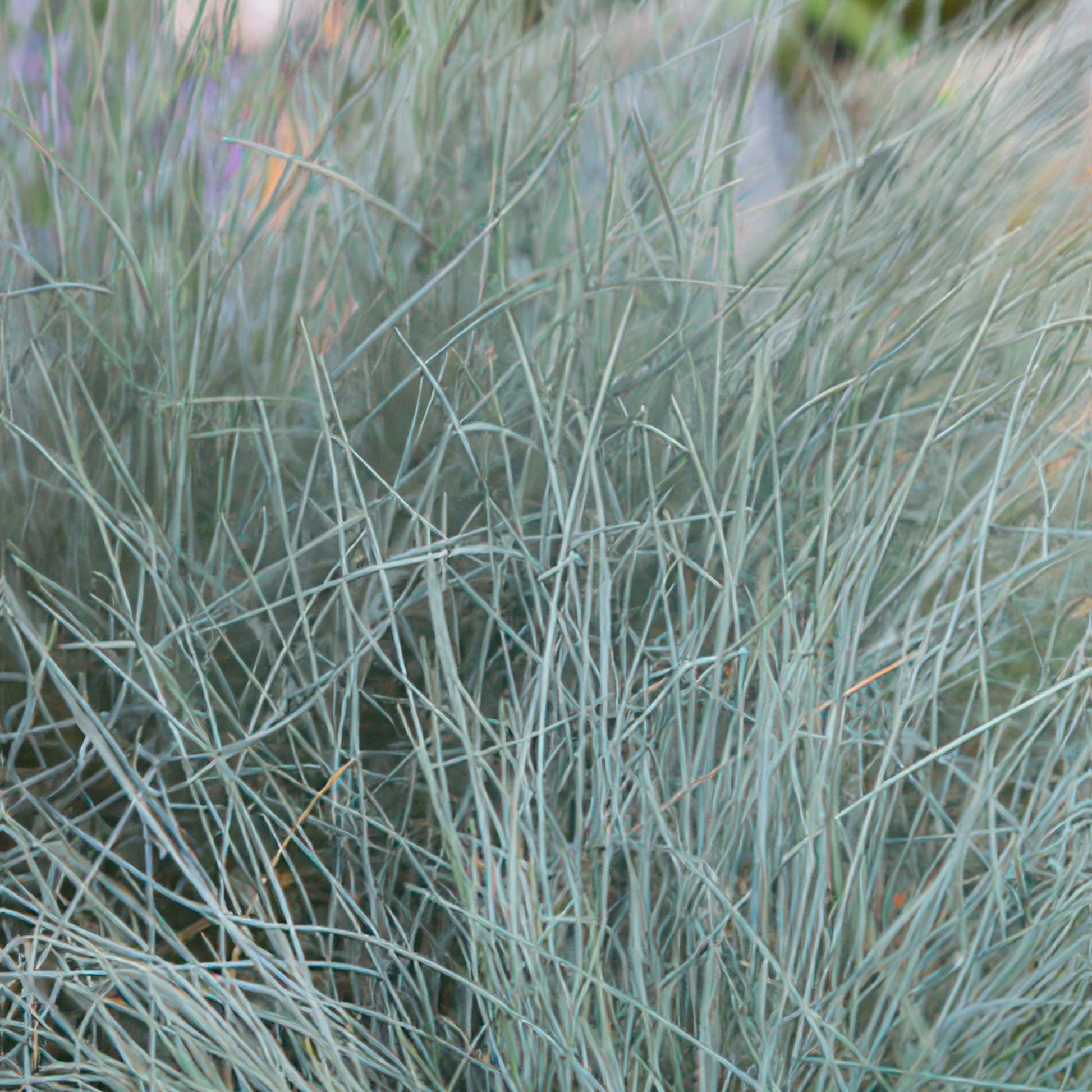 Festuca glauca ‘Elijah Blue’ – blauw siergras met grijsblauwe pollen en witte bloempluimpjes, ideaal voor rotstuinen en borders.