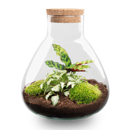 Compact terrarium met Calathea voor decoratief gebruik